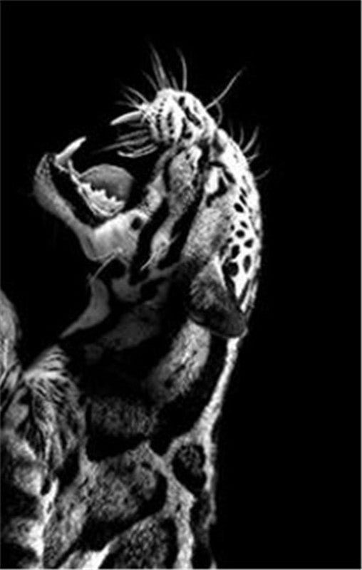 Stampa Tigre Bianco e Nero