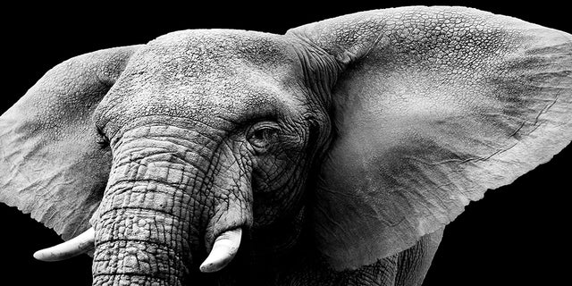 Poster animali africani