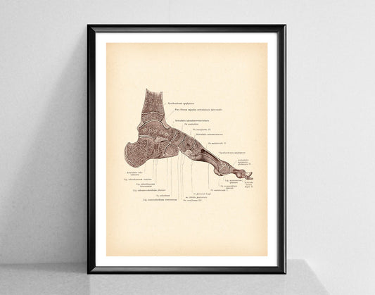 Quadro su tela Ossa del piede illustrazione stile vintage