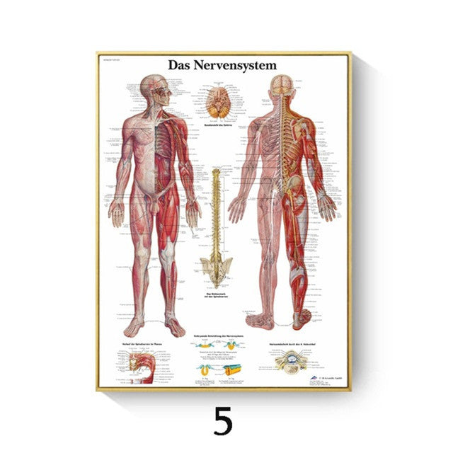Poster anatomico