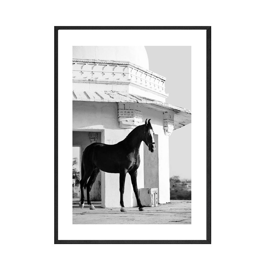 Quadro Cavallo Bianco e Nero
