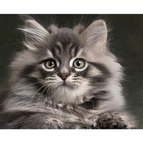 Kit pittura olio gatto