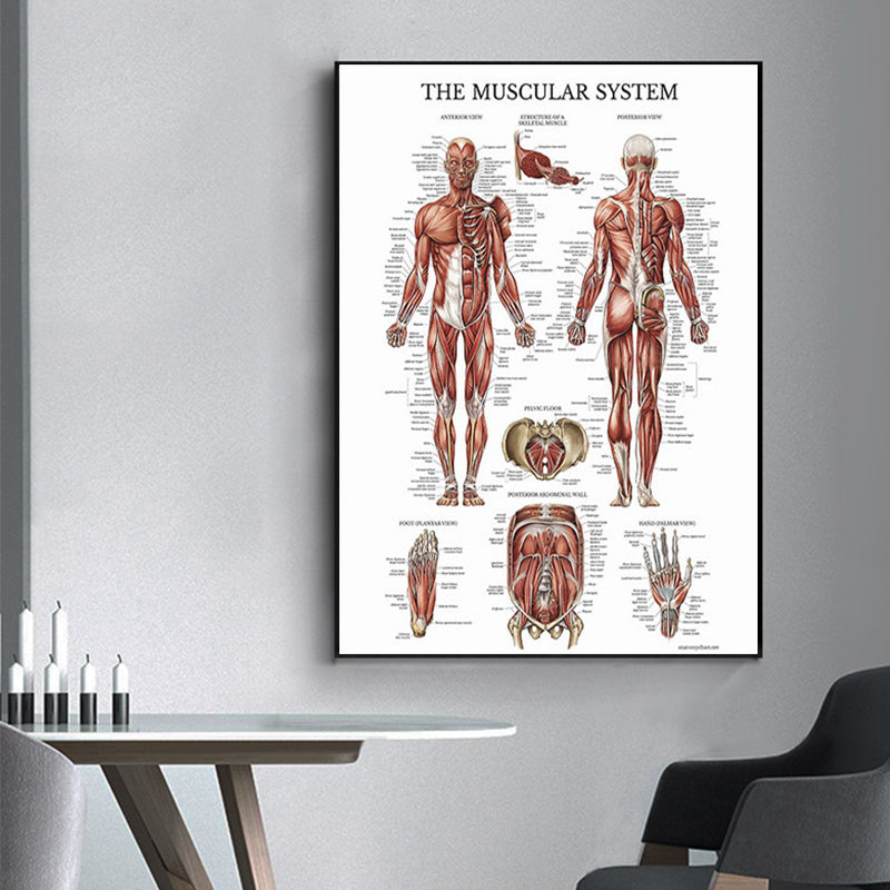 Tela anatomia umana
