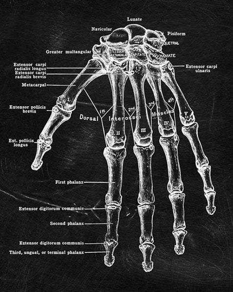 Quadro anatomico
