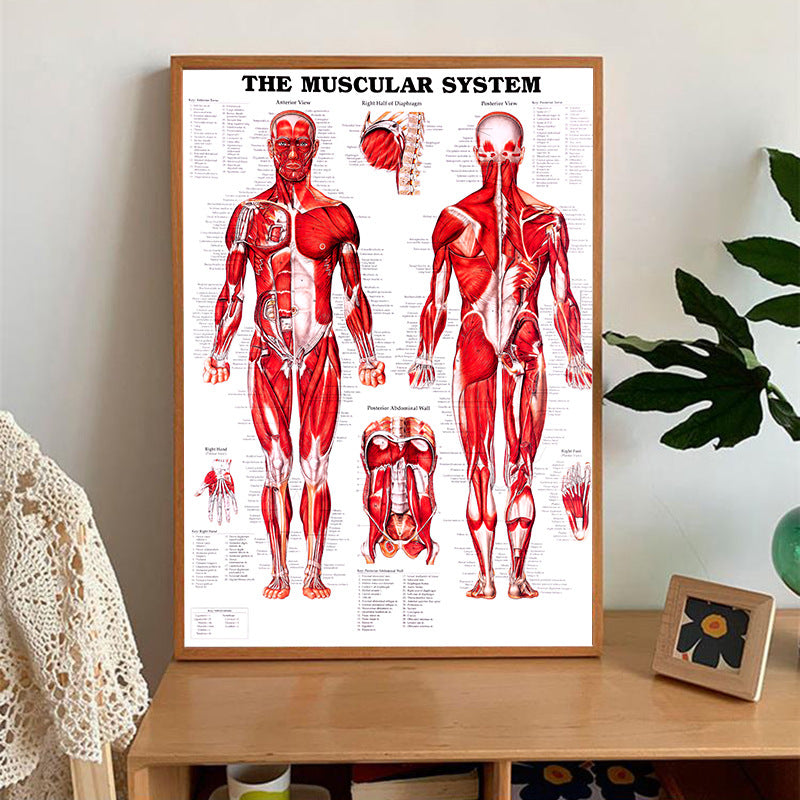 Poster Anatomico