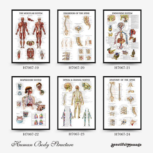 Poster Anatomia muscolare umana