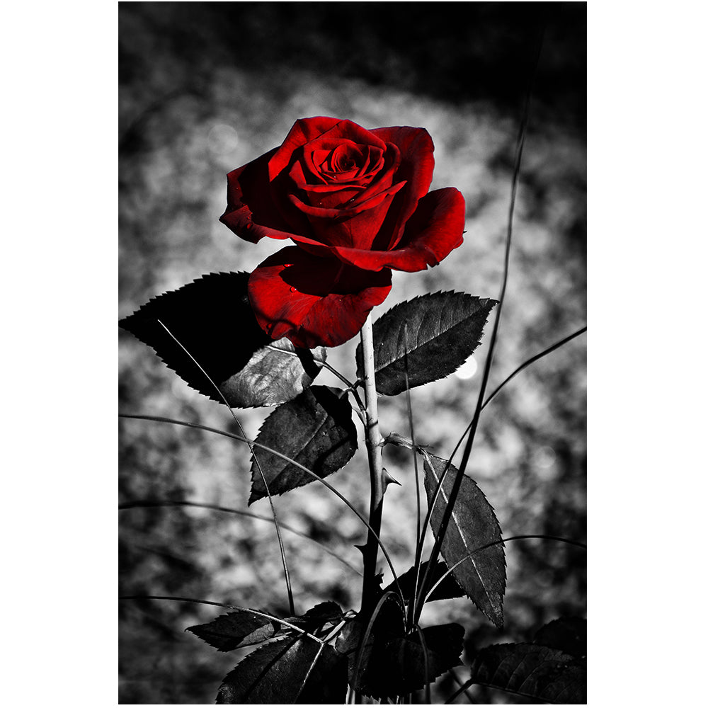 Quadro con rose