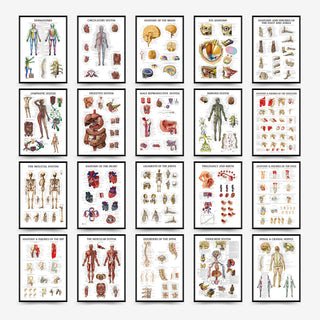 Quadro anatomia umana