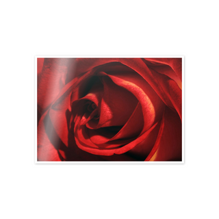 Red Rose - cm 72x52 - Adesivo da Muro
