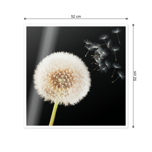 Taraxacum cm 50x50 - misure
