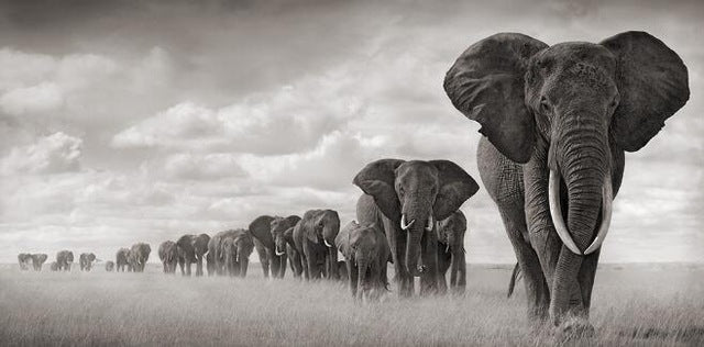 Quadro elefante africano