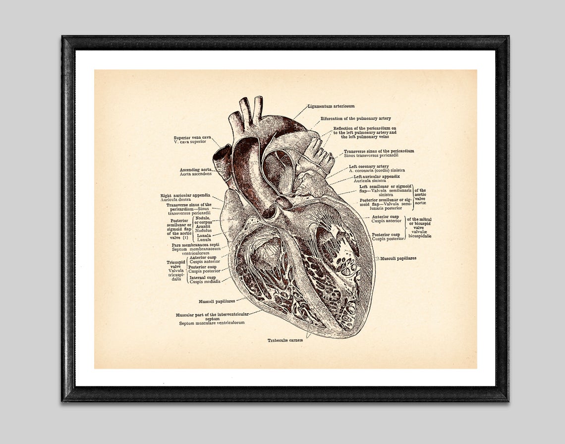 Tela anatomia vintage