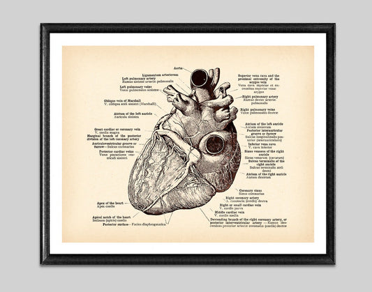 Poster Anatomia umana cuore quattro prospettive nero