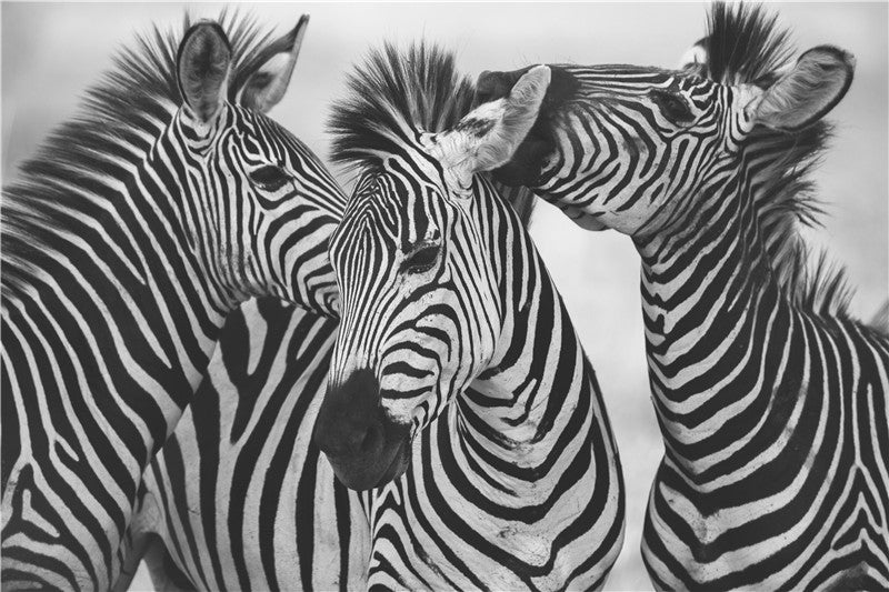 Quadro zebre stile nordico