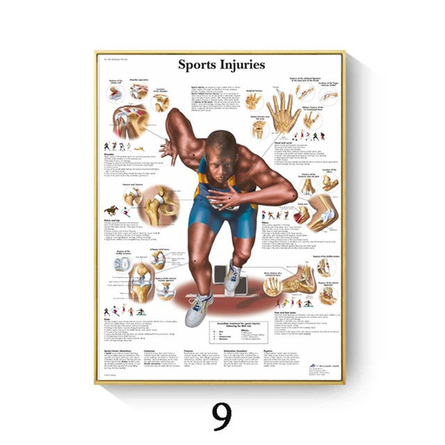 Quadro anatomico