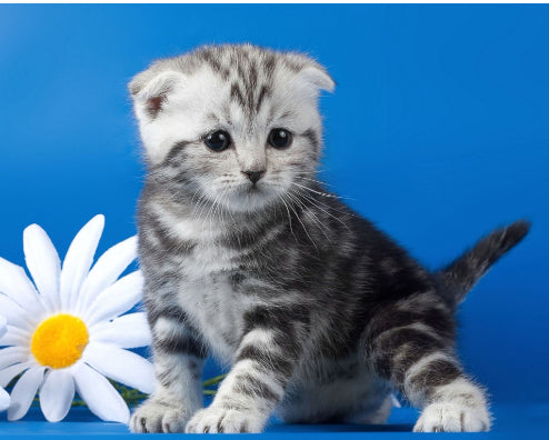 Dipinto animali diamantato