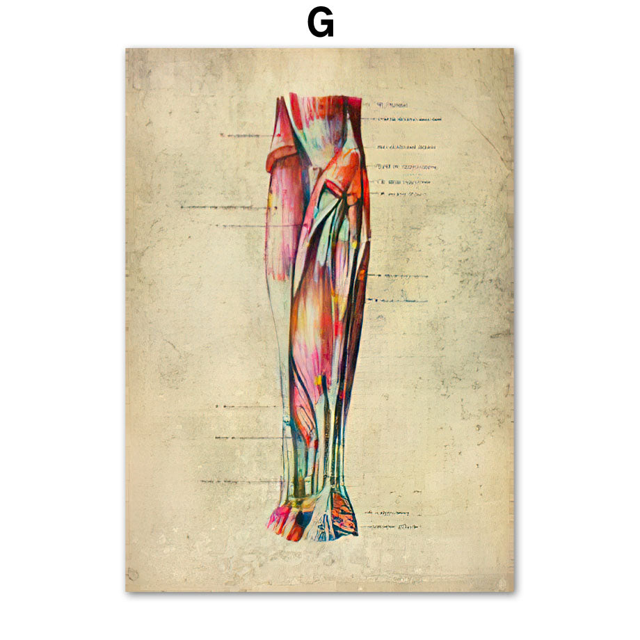 Poster Anatomico Retrò