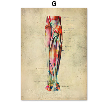 Poster Anatomico Retrò