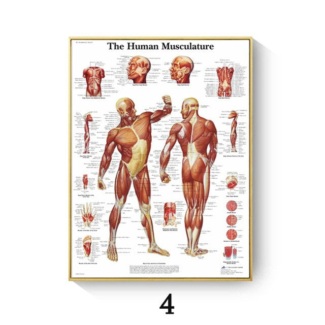 Poster anatomico