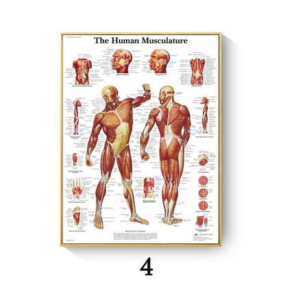 Poster anatomico