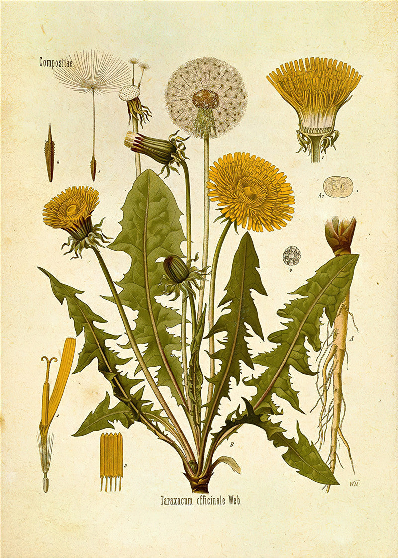 Stampa Botanica