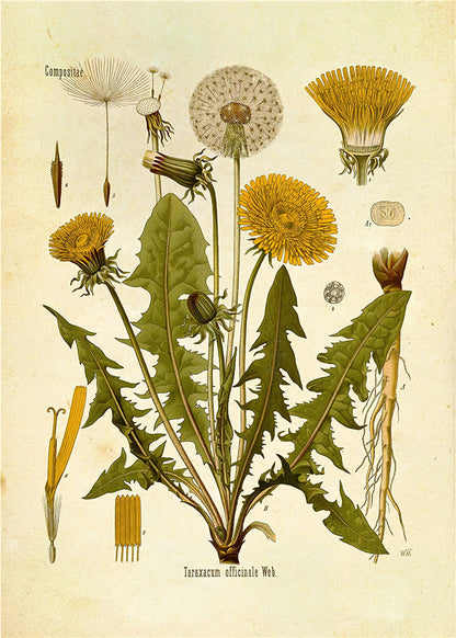 Stampa Botanica