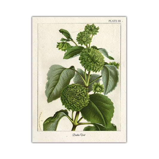 Quadro su tela Illustrazioni botaniche vintage