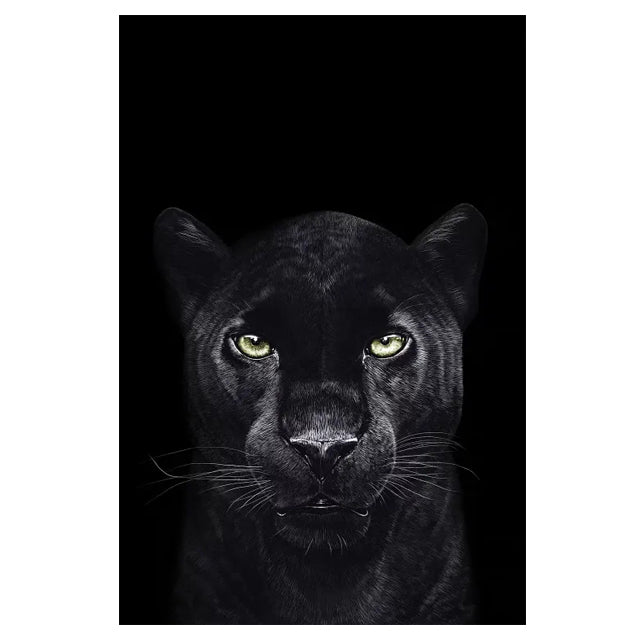 Quadro tigre africana