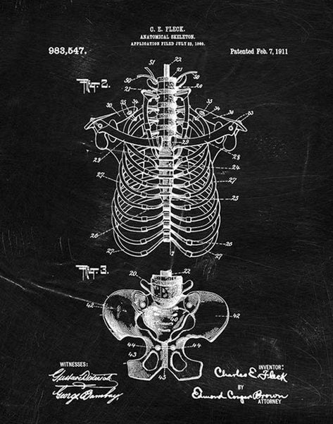 Quadro anatomico