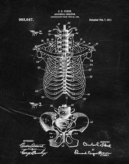 Quadro anatomico