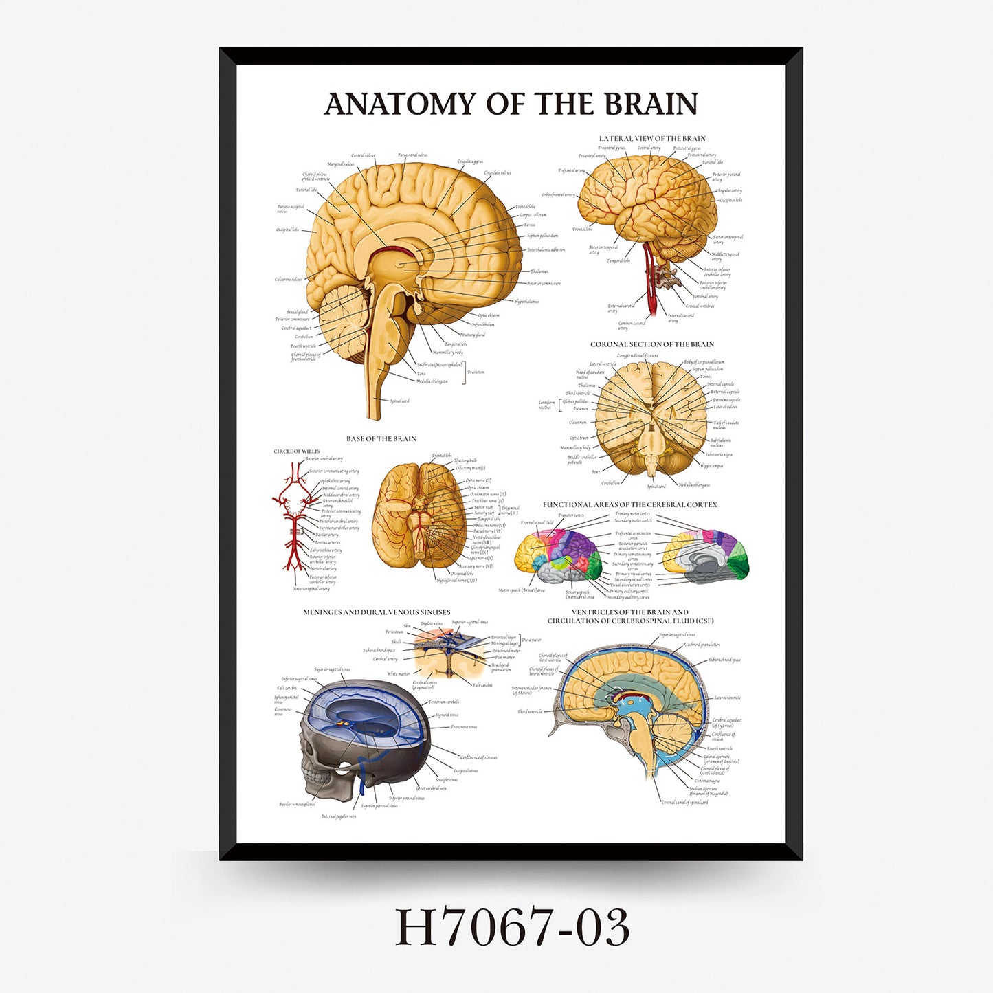Quadro anatomia umana