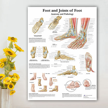 Poster Scheletro umano