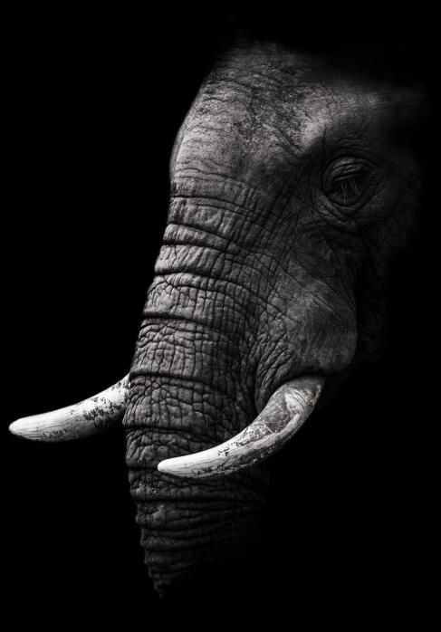 Stampa Animali