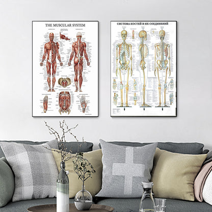 Tela anatomia umana