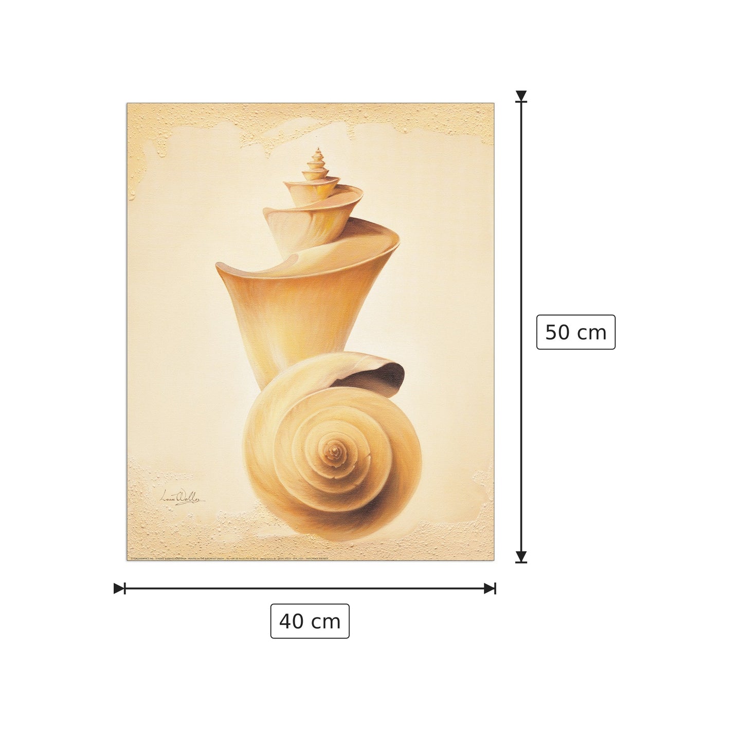 Thatcheria Shell - WELLES - cm 40x50 - Pannello in MDF