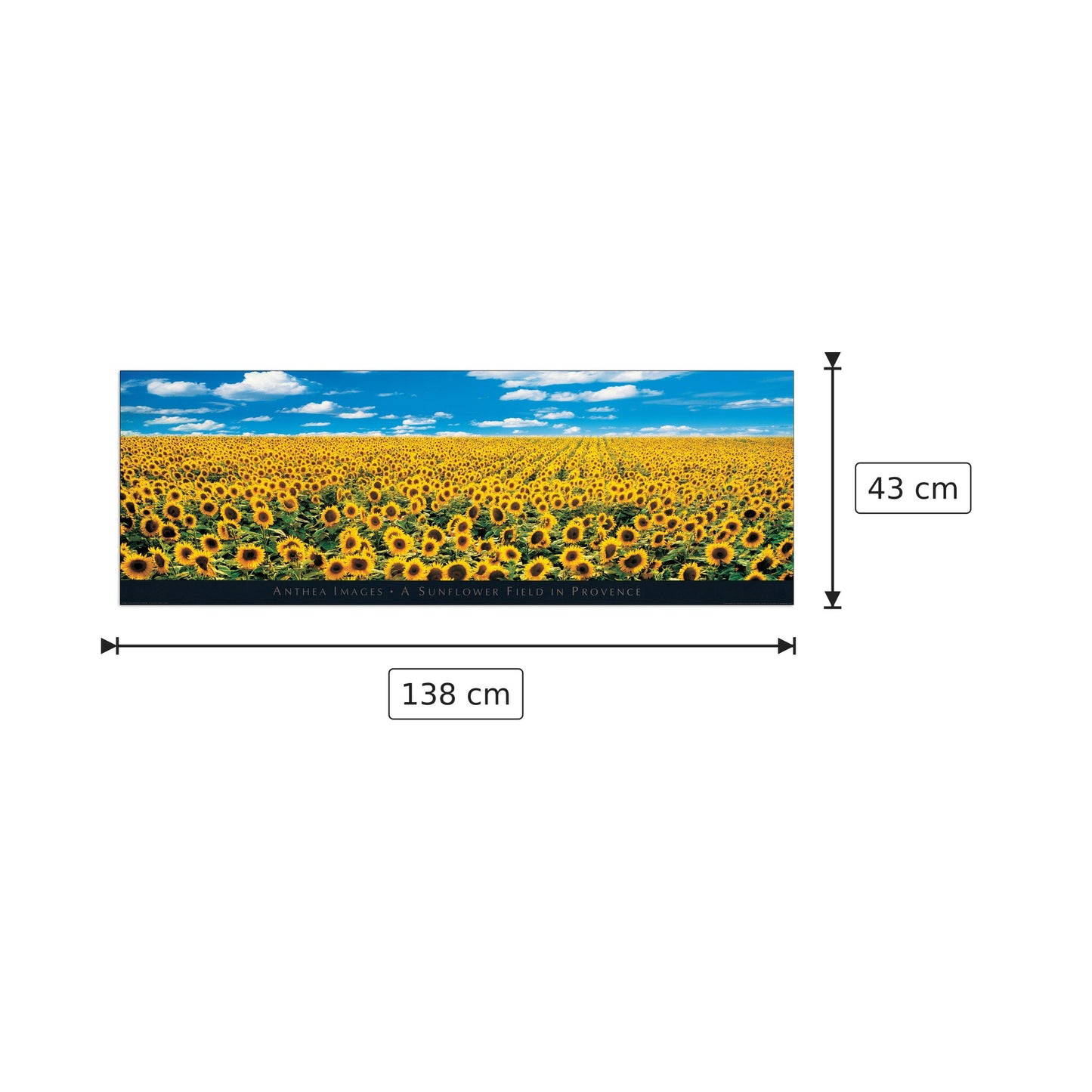 Campo di girasoli in Provenza - ANTHEA IMAGES - cm 138x43 - Pannello in MDF