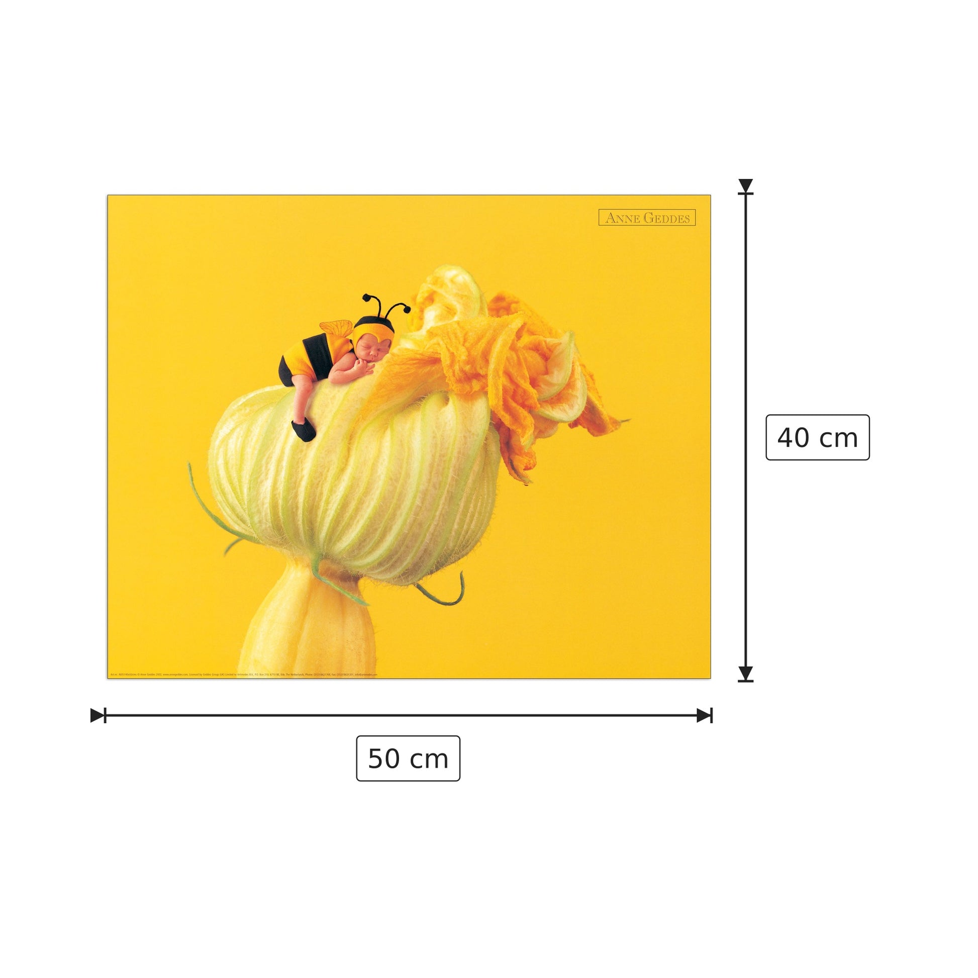 Senza titolo - GEDDES - cm 50x40 - Pannello in MDF