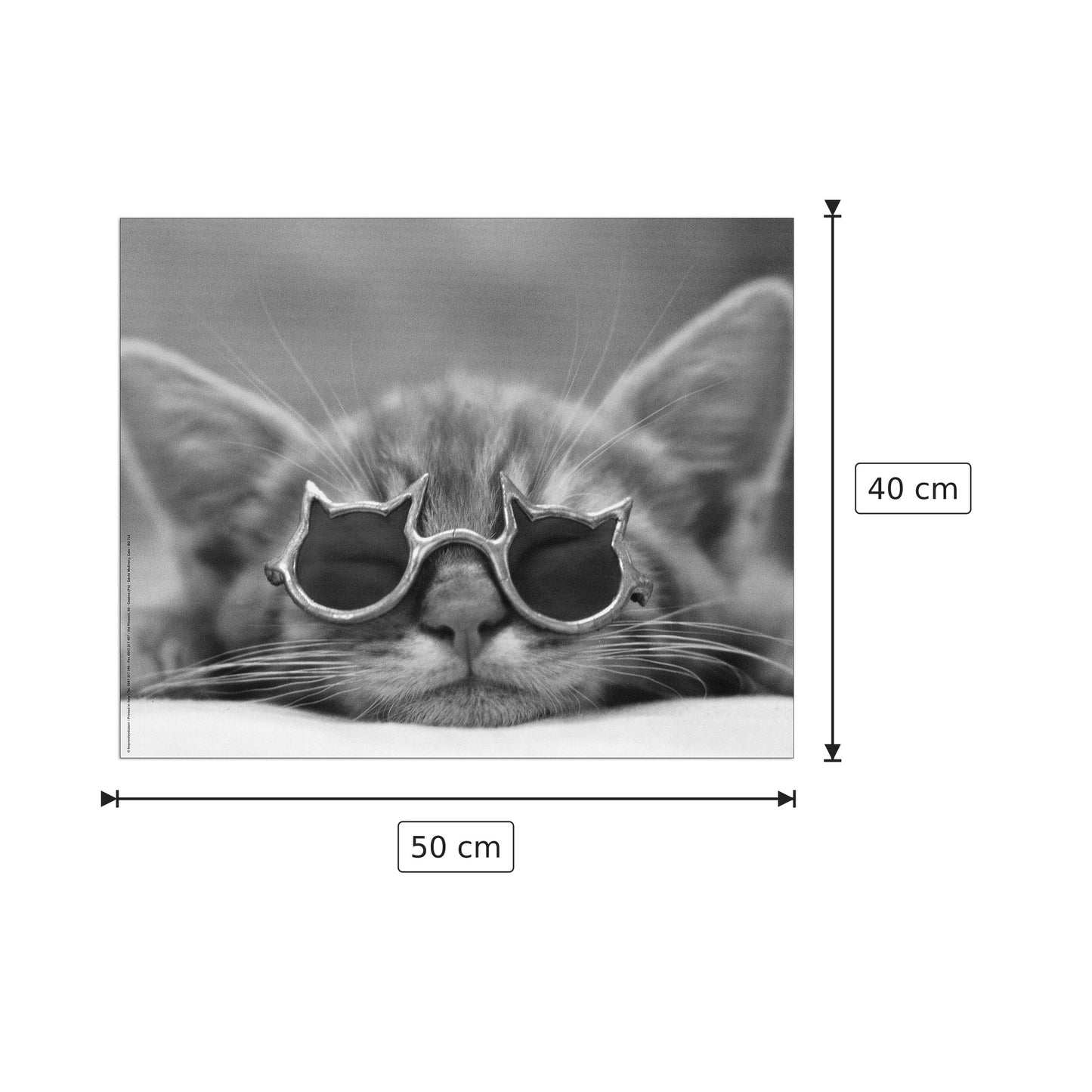 Gatto - DAVID MC ENERY - cm 50x40 - Pannello in MDF