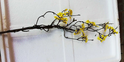 Vaso Porcellana