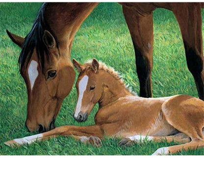 Cavallo Madre Figlio