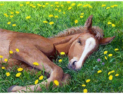 Cavallo Madre Figlio
