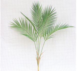 Pianta decorativa