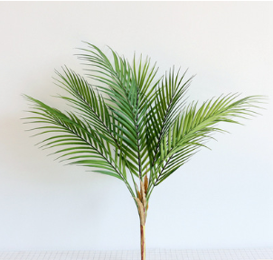 Pianta decorativa