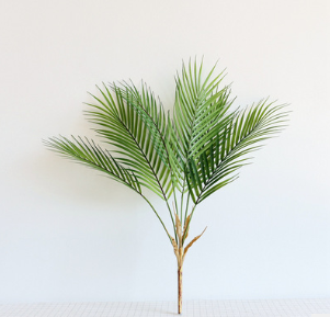 Pianta decorativa