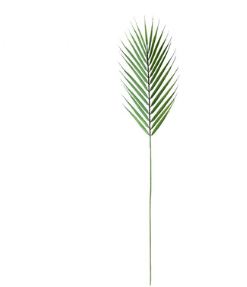 Pianta decorativa
