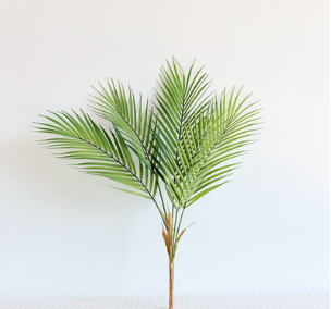 Pianta decorativa