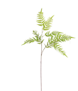 Pianta decorativa