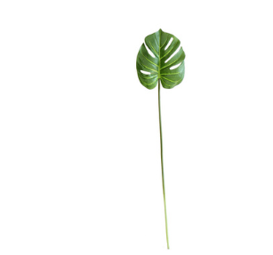 Pianta decorativa