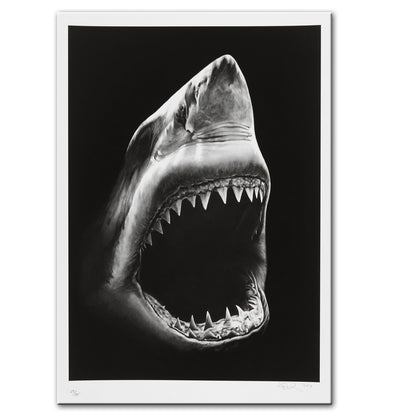 Quadro Squalo