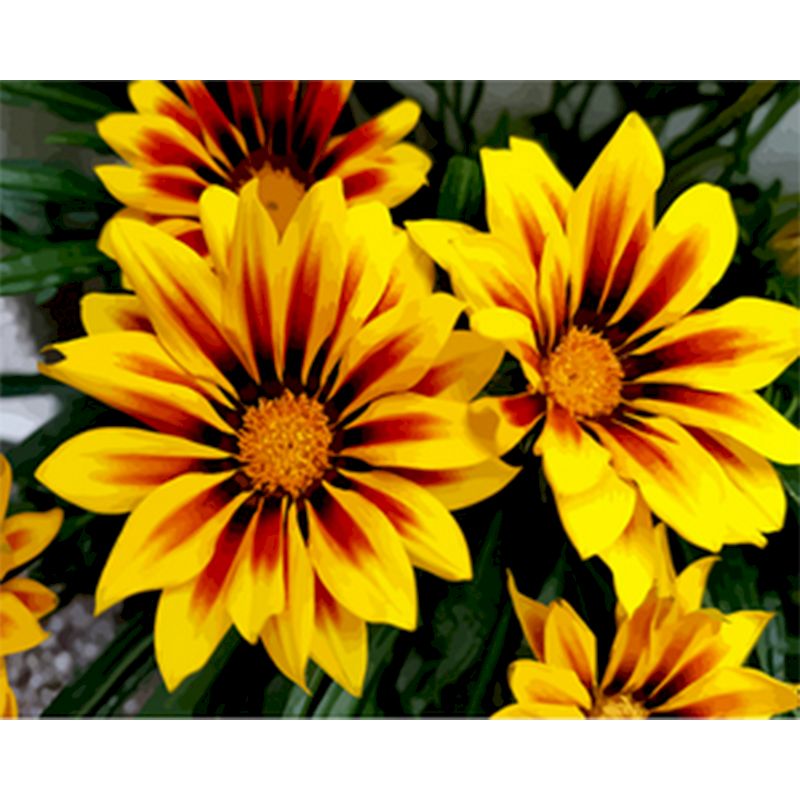 Dipinto numerico fiori